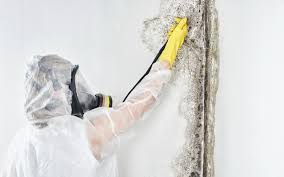 Why You Should Choose Our Mold Remediation Services in Durand, WI